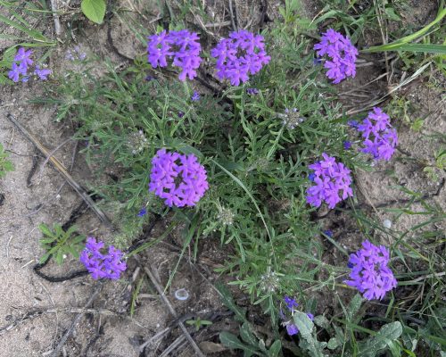 32C32E10-6EA7-4460-81B9-48A0FCE69F4C_1_102_o