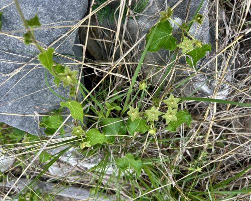 49AEDEC4-BA6C-4EBE-ADBB-800440C1C34B_1_201_a