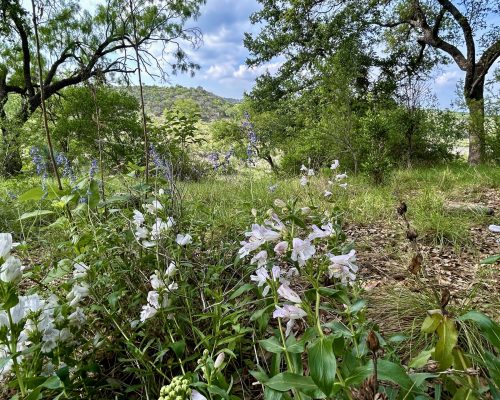 B62BFF4D-8FF1-4978-AF51-F94E38453F78_1_201_a