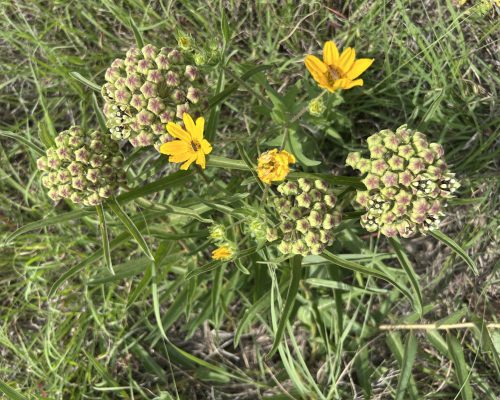 B8E02AAD-8265-40BC-98C4-995D084E1AF6_1_201_a