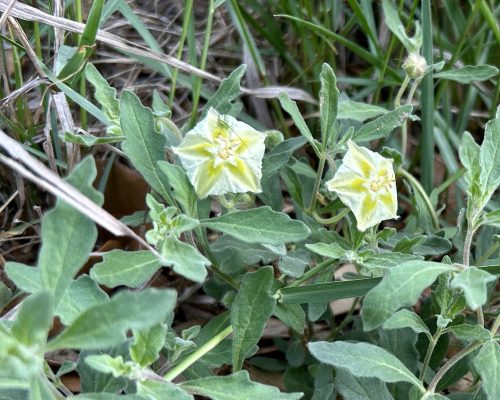 C73CAA40-C2CB-425E-B9DC-3250D7EAC54A_1_201_a