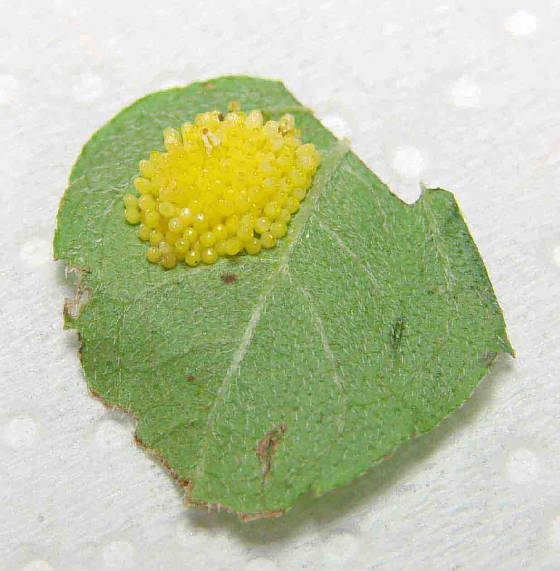 Bordered Patch eggs