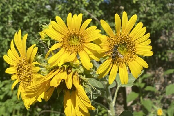 23 Sunflowers