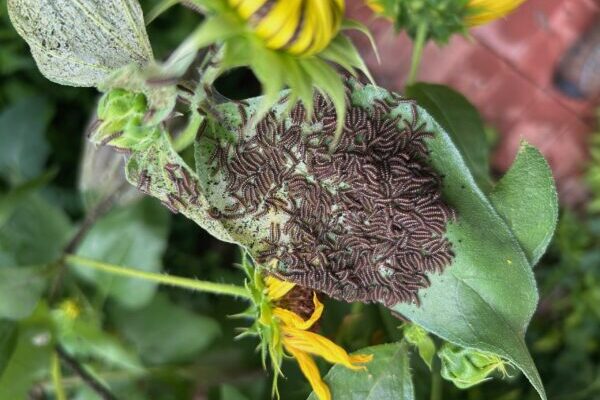 Bordered path caterpillar cluster