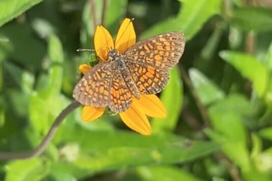 spangledfrit