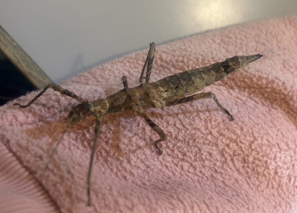 Stickbug