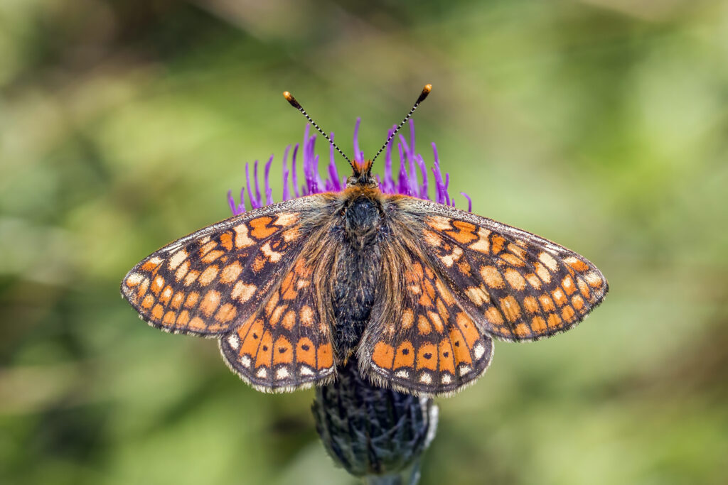 Marsh fritillary